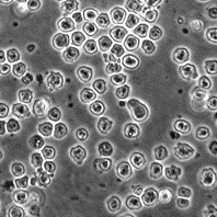 P3/NS1/1-Ag4-1(NS-1)