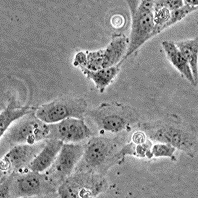 Wi-38 VA 13 subline 2RA