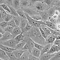 Hos (TE85, clone F5)